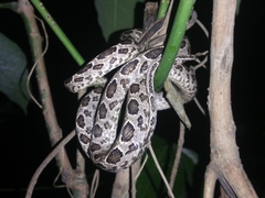 Boiga multomaculata
