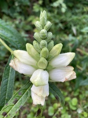 Chelone glabra