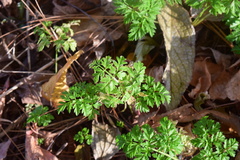 Chaerophyllum procumbens