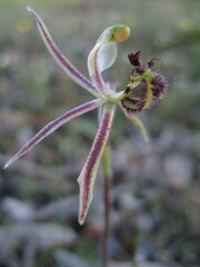 Caladenia barbarossa