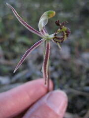 Caladenia barbarossa
