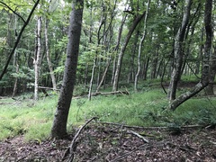 Microstegium vimineum