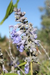 Salvia fruticulosa