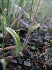 Caladenia barbarossa