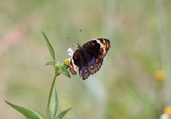 Junonia orithya