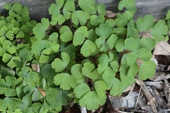 Aquilegia canadensis