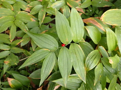 Streptopus lanceolatus