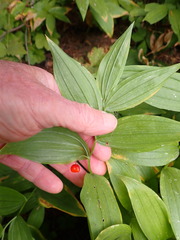 Streptopus lanceolatus