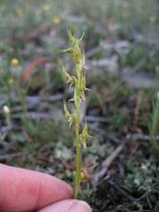 Prasophyllum gracile