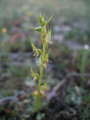 Prasophyllum gracile