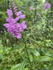 Physostegia