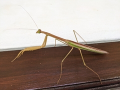 Tenodera fasciata