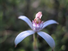Caladenia hirta rosea