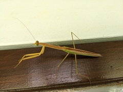 Tenodera fasciata