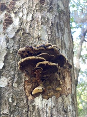 Inonotus hispidus