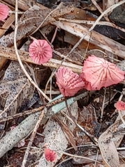 Marasmius haematocephalus
