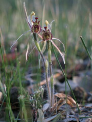 Caladenia barbarossa