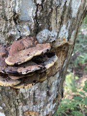 Inonotus hispidus