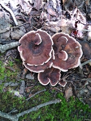 Hydnellum concrescens