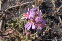 Pelargonium capitatum