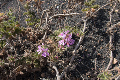 Pelargonium capitatum