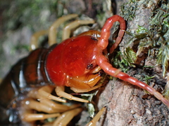 Scolopendra mutilans