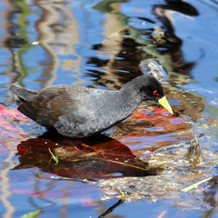 Zapornia flavirostra