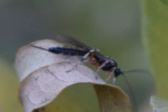 Itoplectis conquisitor