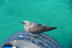 Anous stolidus galapagensis