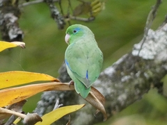 Forpus conspicillatus