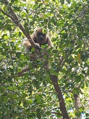 Alouatta caraya