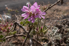 Pelargonium capitatum