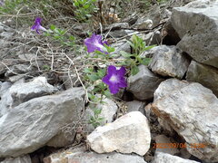Ruellia lactea