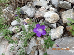 Ruellia lactea
