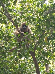 Alouatta caraya