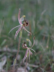 Caladenia barbarossa