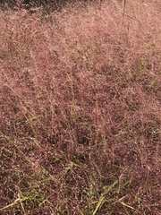 Eragrostis pectinacea