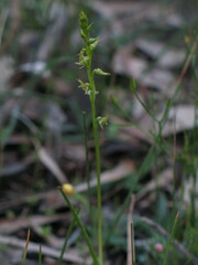 Prasophyllum gracile