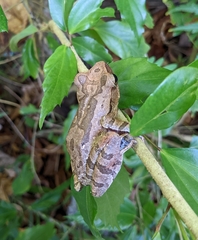 Polypedates iskandari