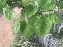 Cercis canadensis texensis