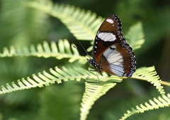 Hypolimnas misippus