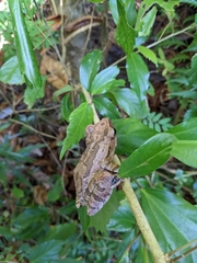 Polypedates iskandari