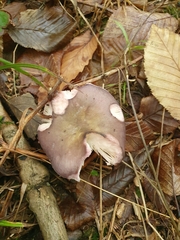 Russula cyanoxantha