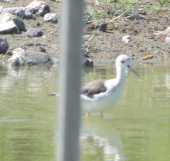 Himantopus himantopus