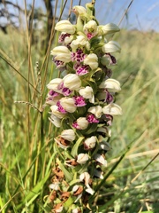 Brachycorythis conica transvaalensis