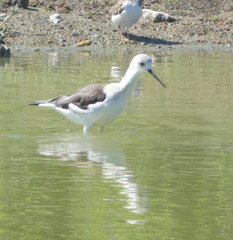 Himantopus himantopus