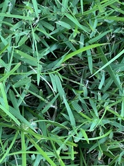 Muhlenbergia schreberi