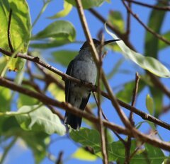 Chrysuronia coeruleogularis