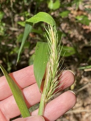 Elymus virginicus