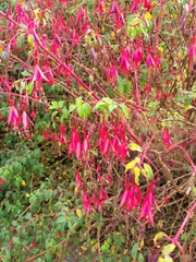Fuchsia magellanica